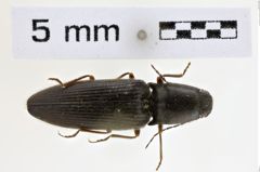 Foto (Dorsalansicht) von Hemicrepidius secessus (NHMW-ZOO-COL-0008954)